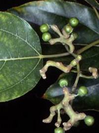 �rbol de las pasas, Hovenia dulcis 